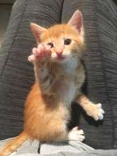 Orange Kitten