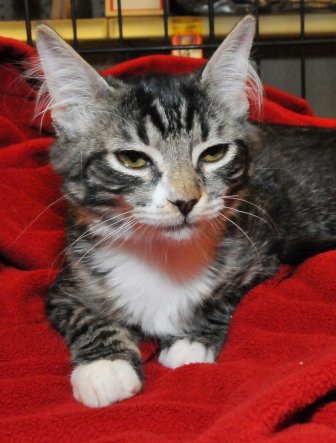 Miss Priss