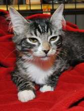 Miss Priss
