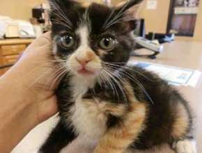 Rapunzel Rescued