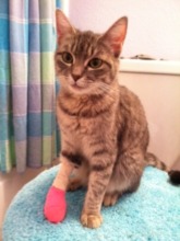Rayne, the kitten missing 2 toes.