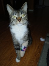 Cast