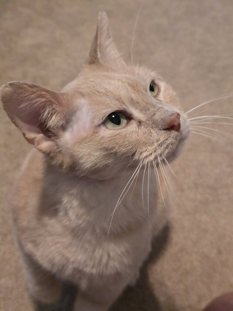 Looking Handsome