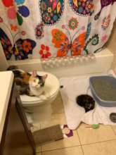 Gigi and foster kitten