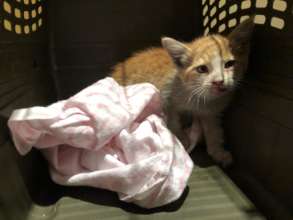 Sequoia rescued