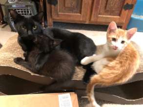 Foster Friends