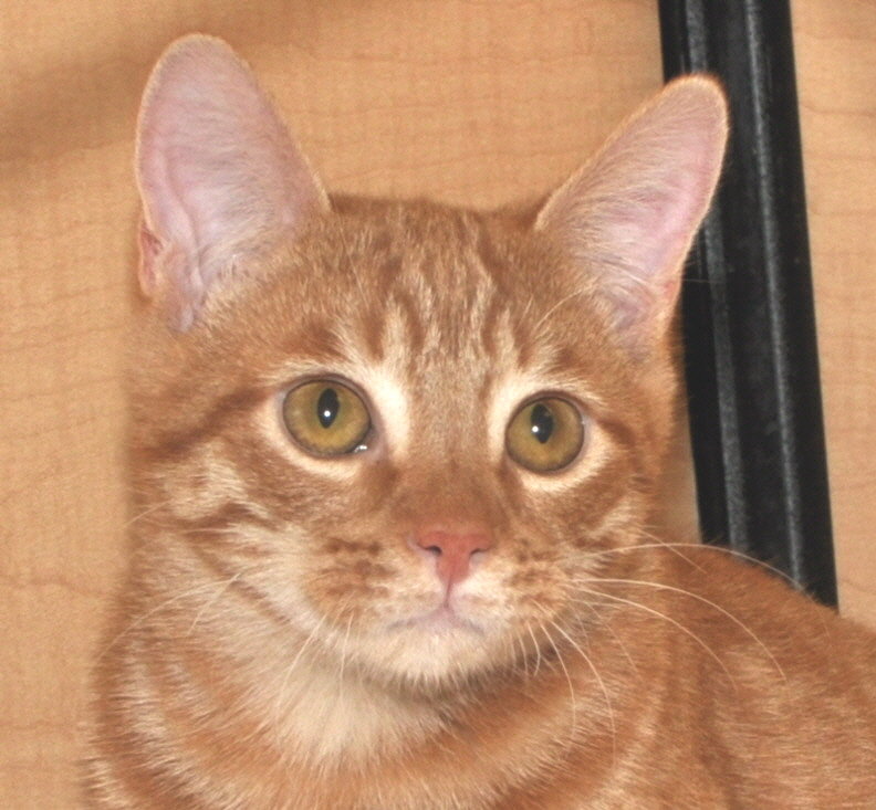 Adoptable