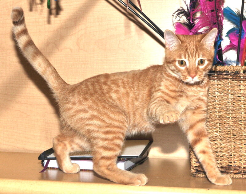 Active Kitty