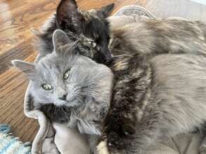 Snuggles with foster sister Brookie