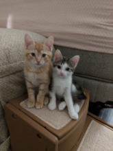 Summer and Mittens