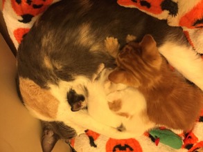 Mothering her kittens