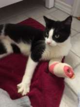 Hoping to save her leg.