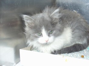 Tess at animal shelter prior to being rescued