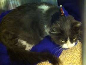 Tess post surgery w/ Feeding Tube