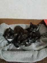 Kittens