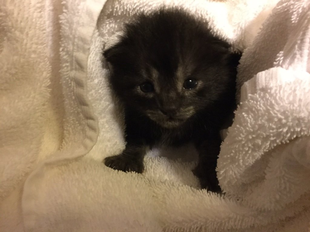 Orphaned Kitten