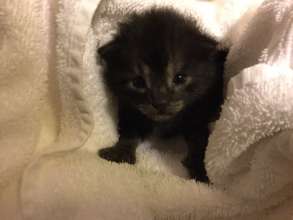 Orphaned Kitten