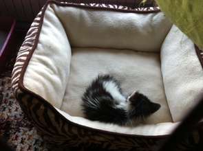 Tiny little kitten named Guppy