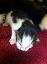 Vixen's Baby
