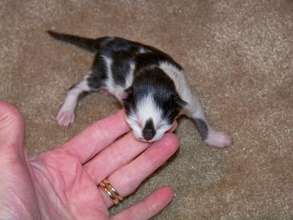 Vixen's Baby