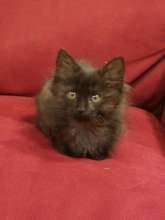 Beautiful Kitten