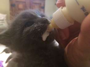 Bottle Kitten