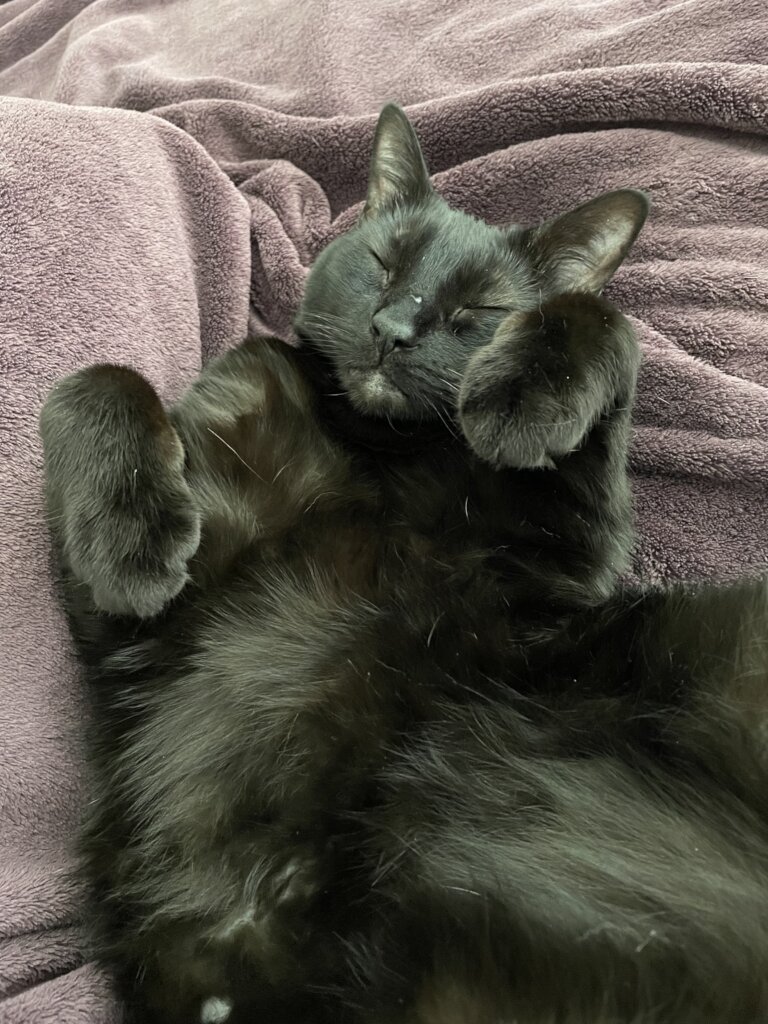 Donate to Rescue cats from being euthanized at local shelter