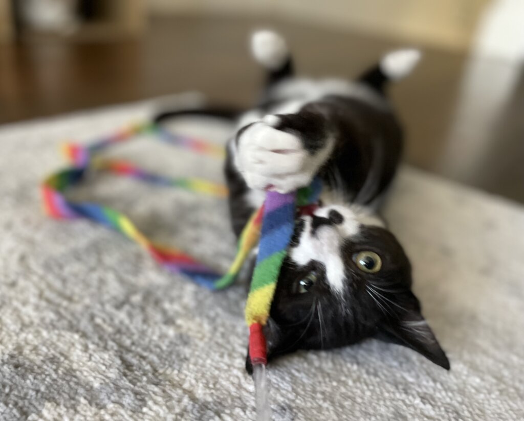 Rescue cats from being euthanized at local shelter GlobalGiving