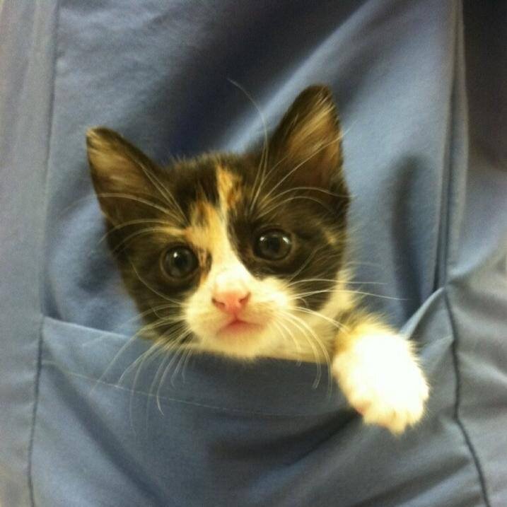 Rescue cats from being euthanized at local shelter