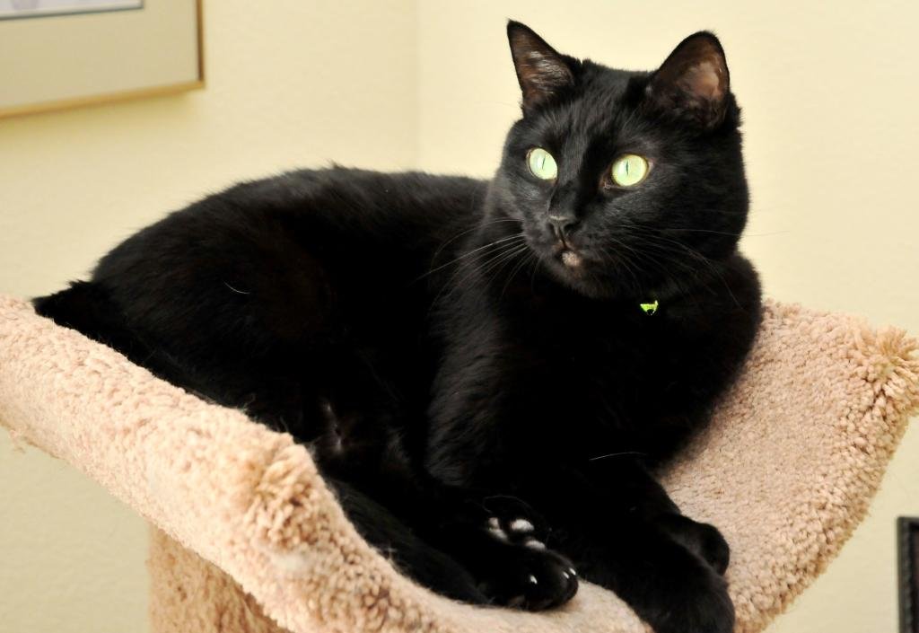 Rescue cats from being euthanized at local shelter