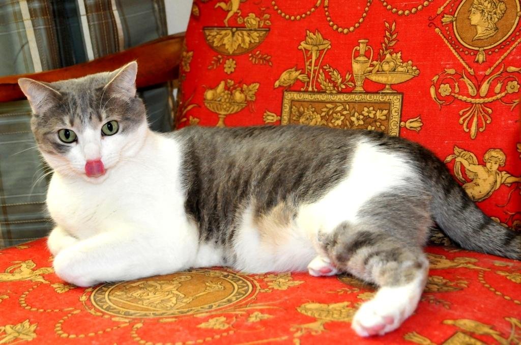 Rescue cats from being euthanized at local shelter