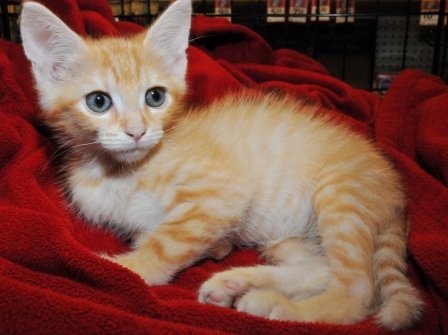 Rescue cats from being euthanized at local shelter