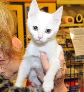 Rescue cats from being euthanized at local shelter