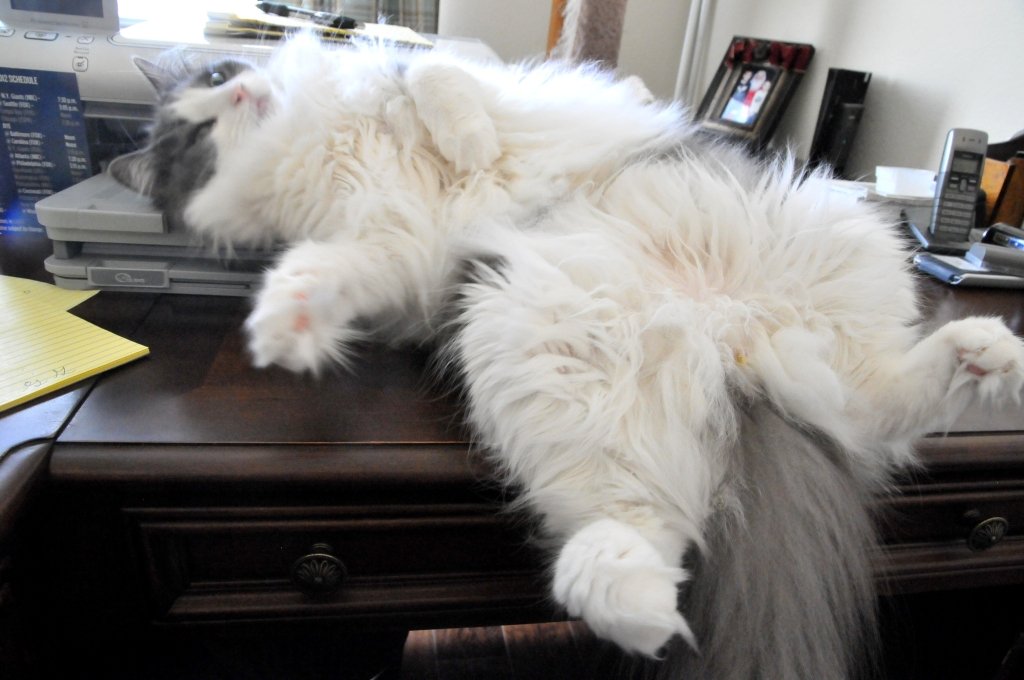 Rescue cats from being euthanized at local shelter