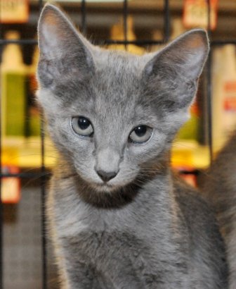 Rescue cats from being euthanized at local shelter