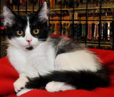 Rescue cats from being euthanized at local shelter