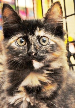 Rescue cats from being euthanized at local shelter