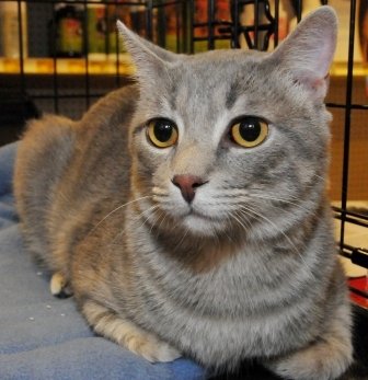 Rescue cats from being euthanized at local shelter