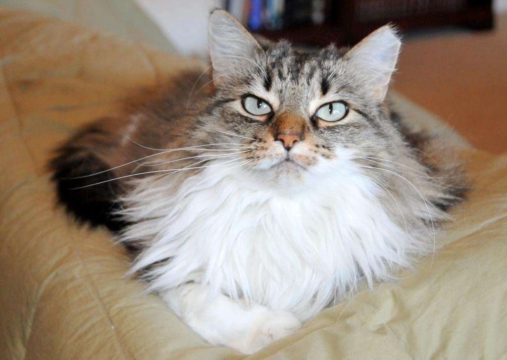Maine Coon Cat Adopt A Rescue Cat Near Me Maine Coon Cat