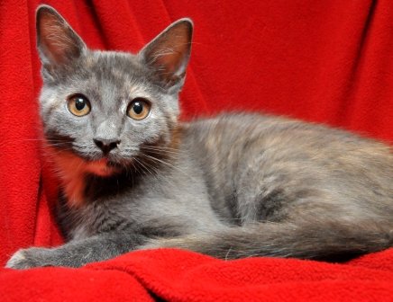 Rescue cats from being euthanized at local shelter