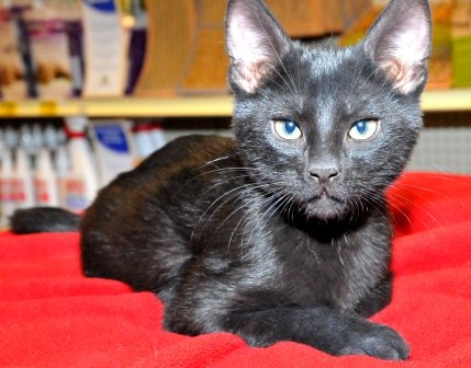 Rescue cats from being euthanized at local shelter