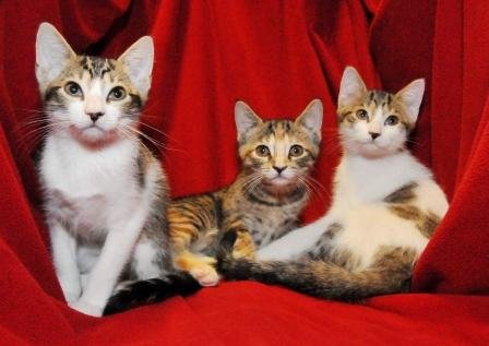 Rescue cats from being euthanized at local shelter