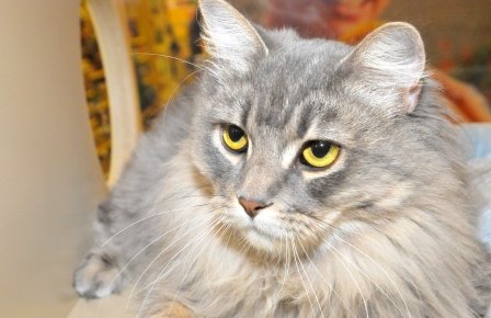 Rescue cats from being euthanized at local shelter