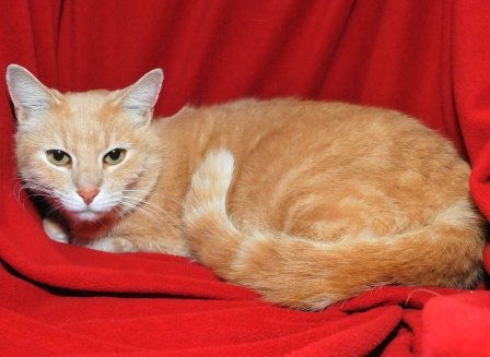 Rescue cats from being euthanized at local shelter