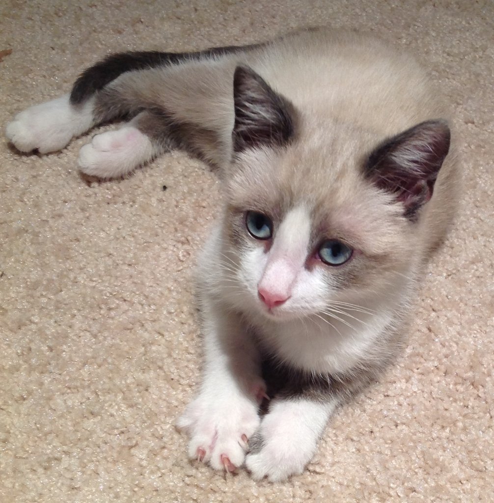 Rescue cats from being euthanized at local shelter