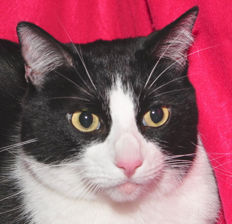 Rescue cats from being euthanized at local shelter