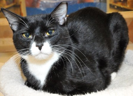 Rescue cats from being euthanized at local shelter