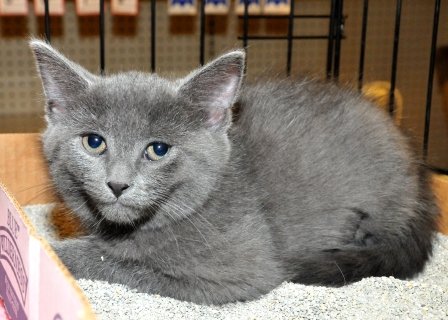 Rescue cats from being euthanized at local shelter