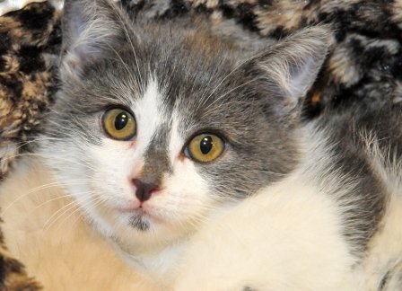 Rescue cats from being euthanized at local shelter