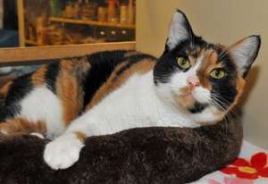 Ginger Mae